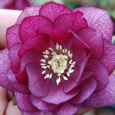 Helleborus Winter Jewels® 'Berry Swirl' - Hellebore (1 Gallon)