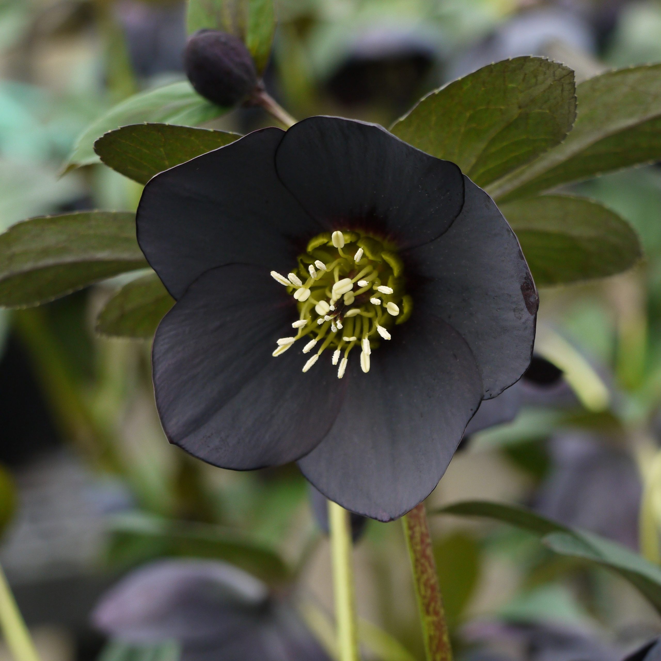 Helleborus Winter Jewels® 'Black Diamond' - Hellebore (1 Gallon) - Image 6