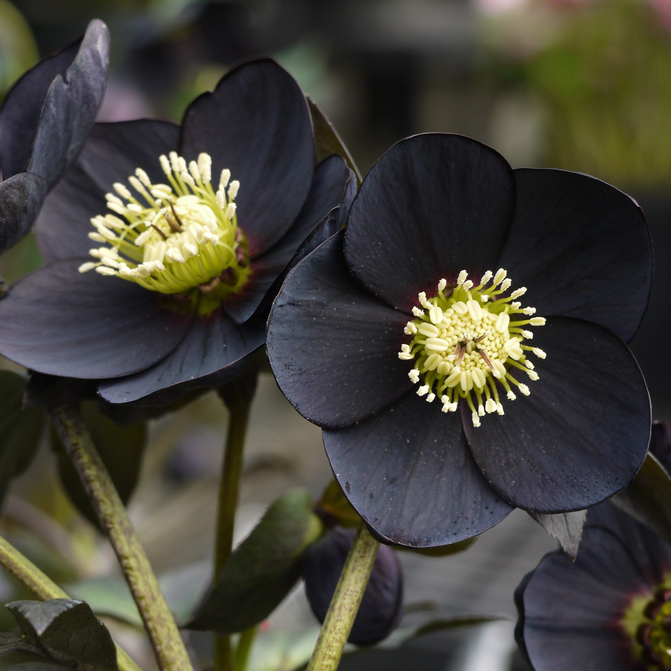 Helleborus Winter Jewels® 'Black Diamond' - Hellebore (1 Gallon) - Image 4