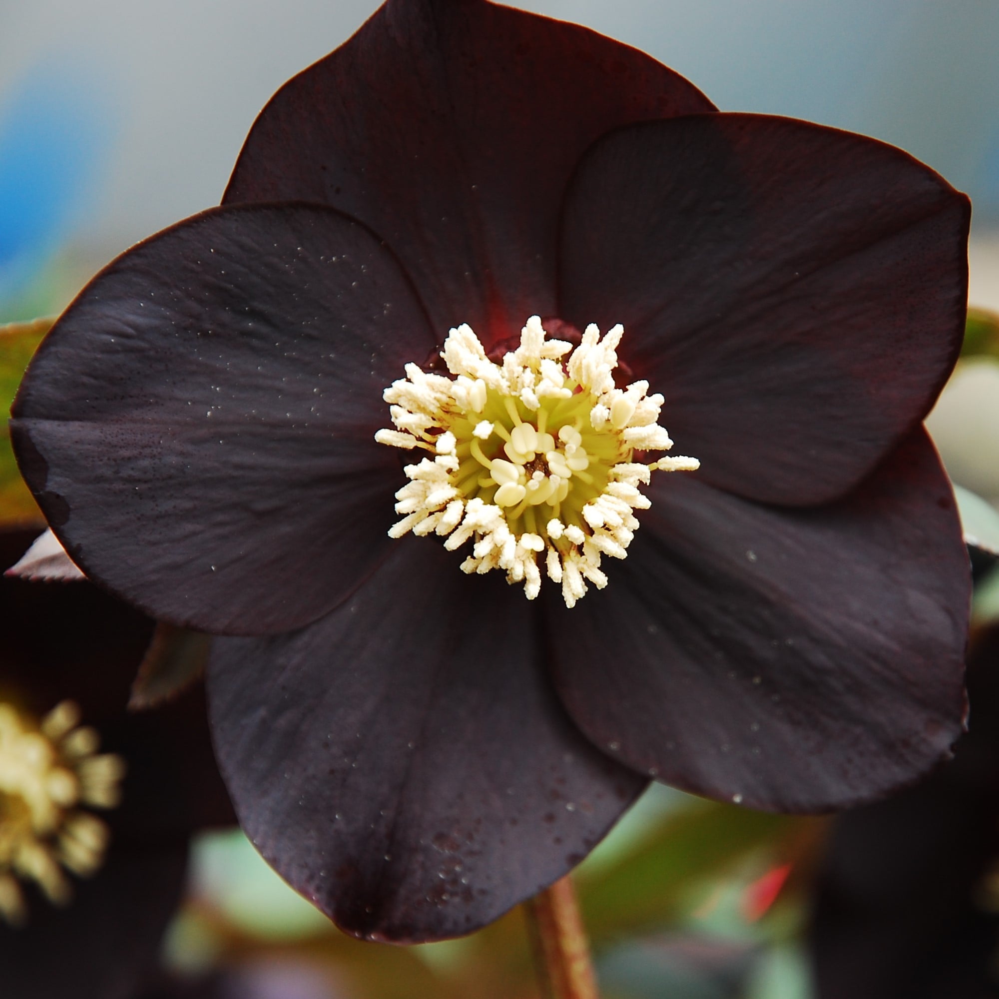 Helleborus Winter Jewels® 'Black Diamond' - Hellebore (1 Gallon) - Image 7
