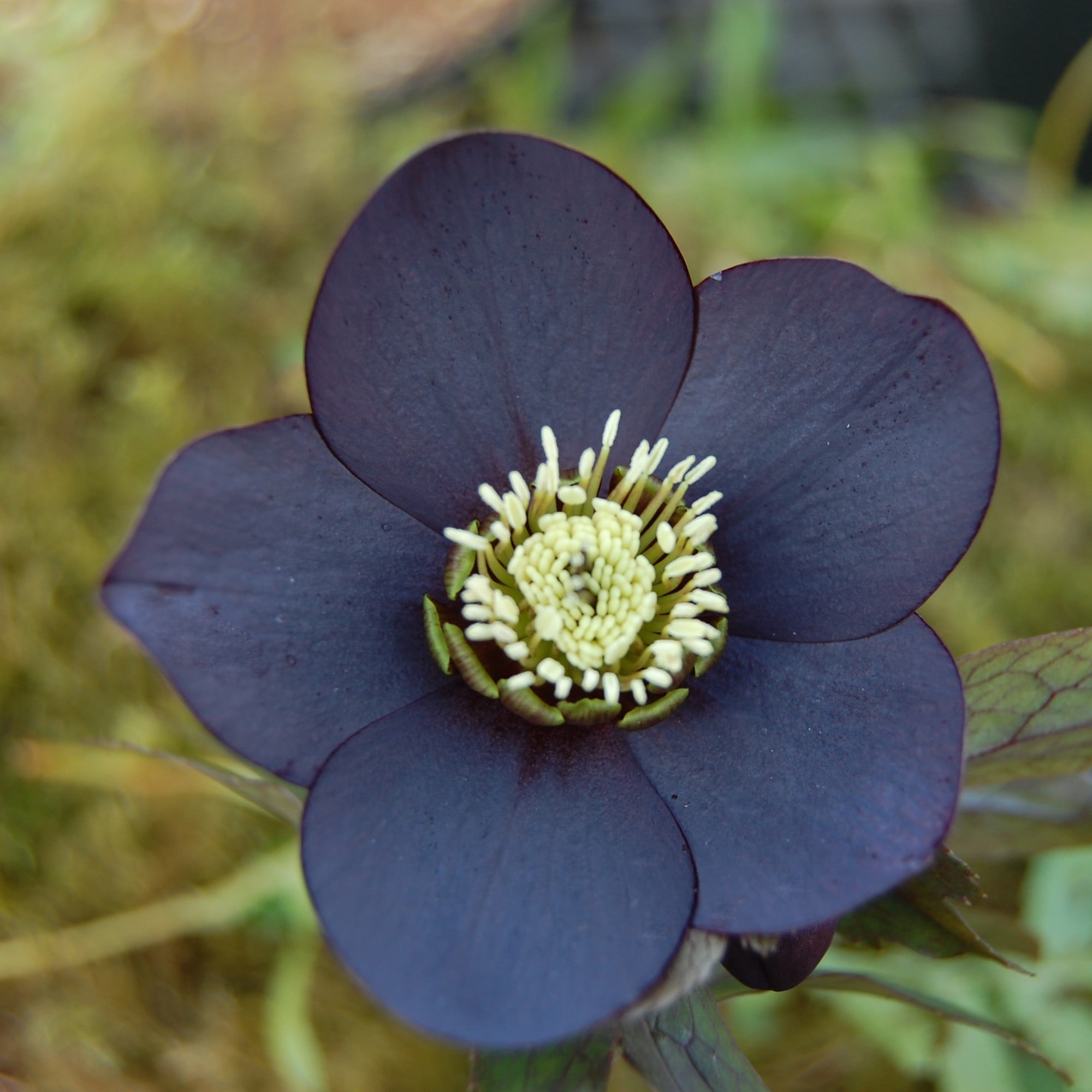 Helleborus Winter Jewels® 'Black Diamond' - Hellebore (1 Gallon)