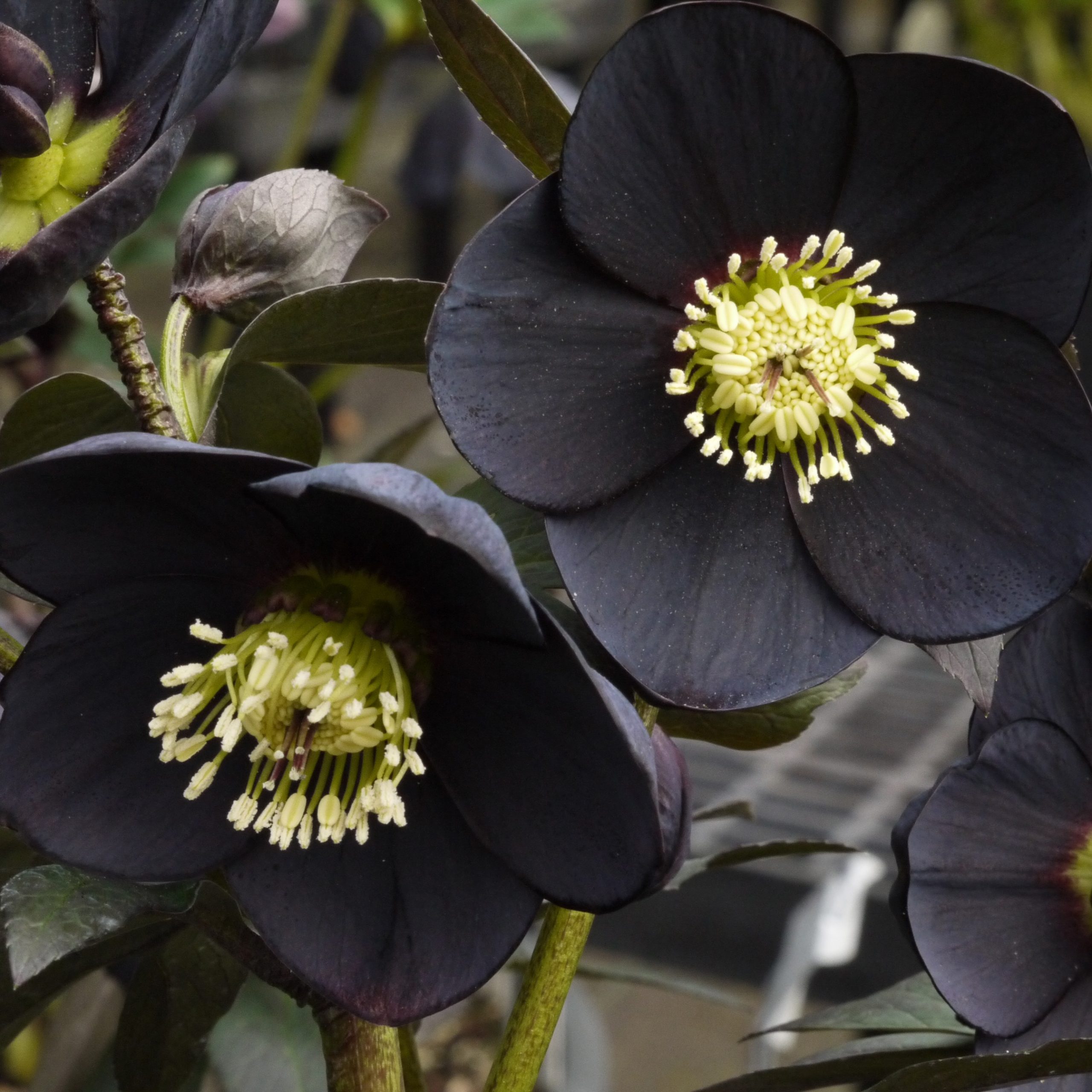 Helleborus Winter Jewels® 'Black Diamond' - Hellebore (1 Gallon) - Image 3