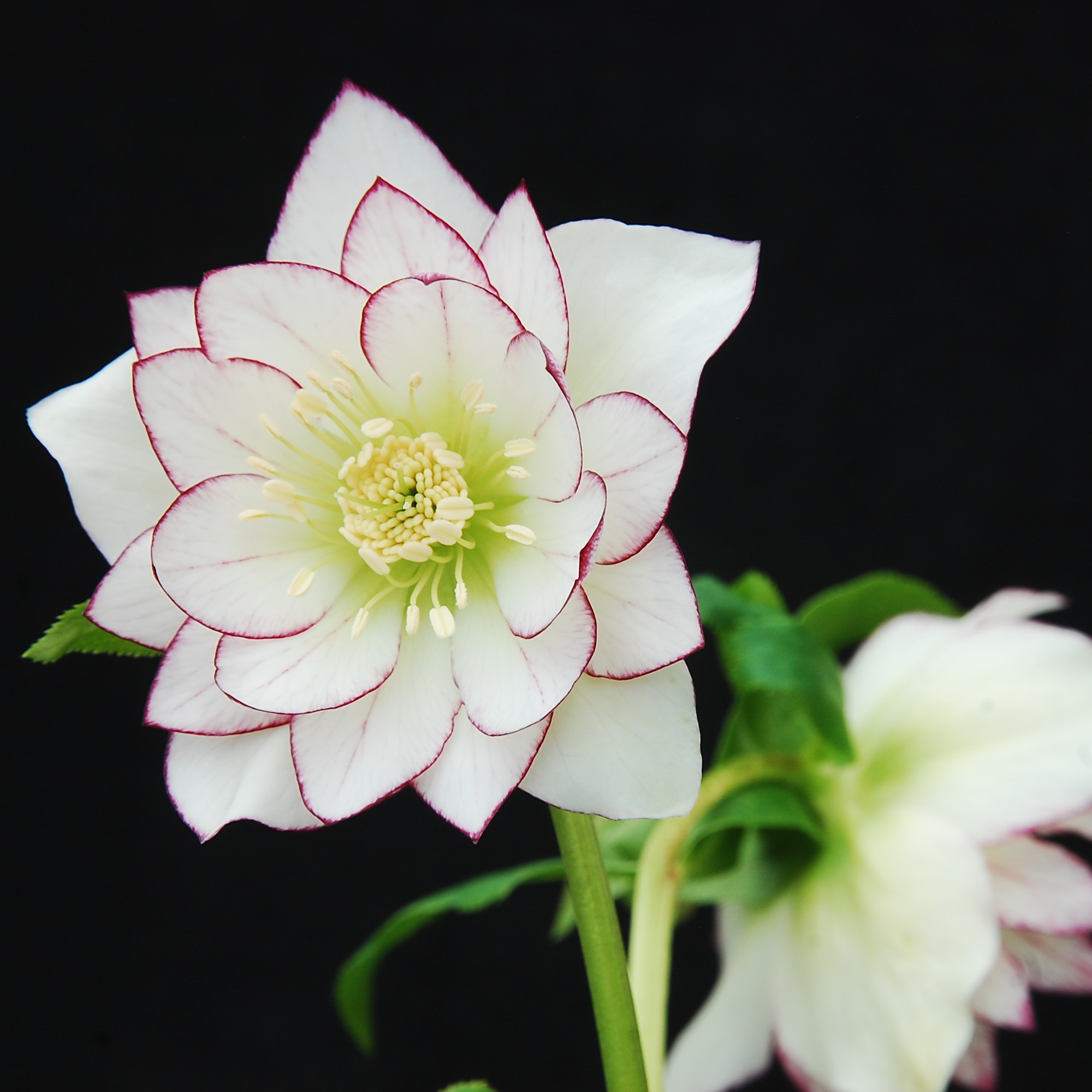 Helleborus Winter Jewels® 'Fire and Ice' - Hellebore (1 Gallon)