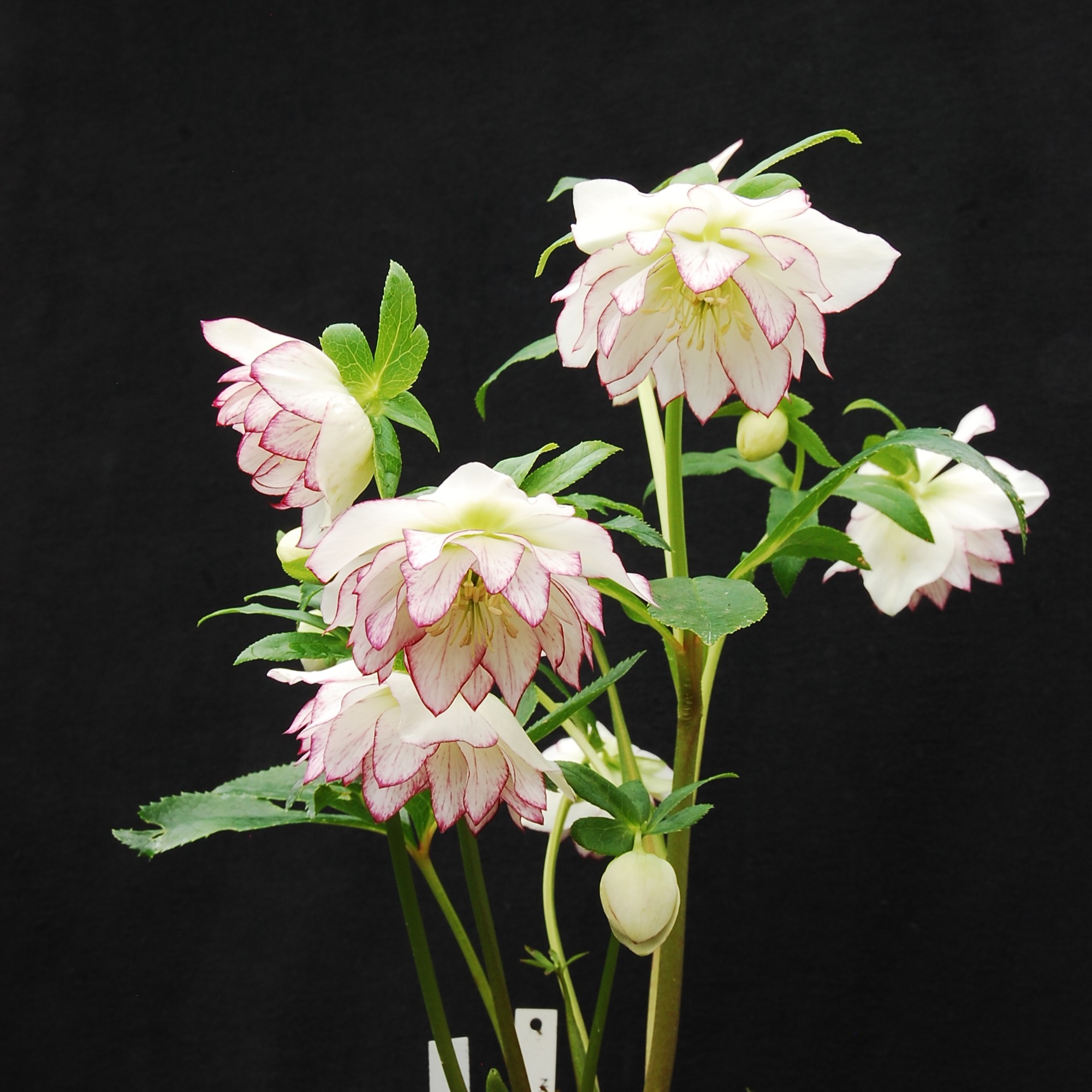 Helleborus Winter Jewels® 'Fire and Ice' - Hellebore (1 Gallon) - Image 5
