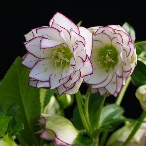 Helleborus Winter Jewels® 'Fire and Ice' - Hellebore (1 Gallon)