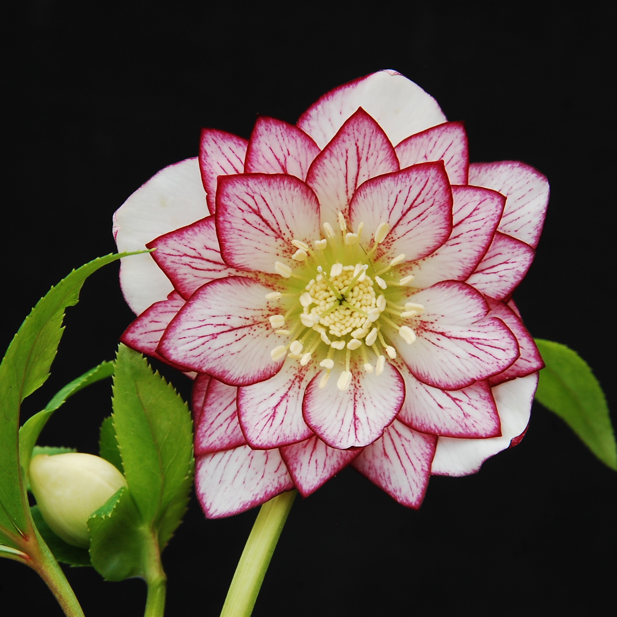 Helleborus Winter Jewels® 'Fire and Ice' - Hellebore (1 Gallon) - Image 3