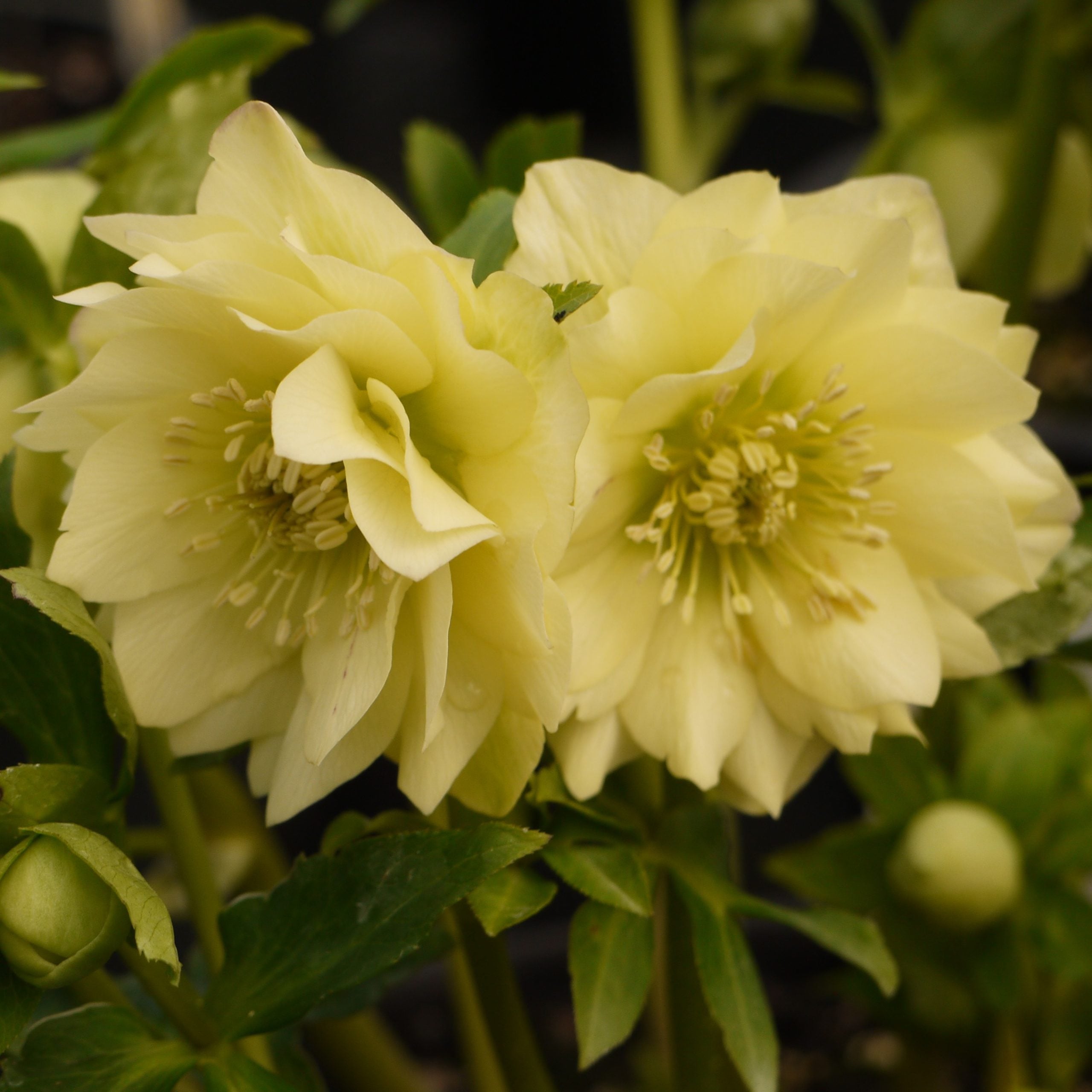 Helleborus Winter Jewels® 'Golden Lotus' - Hellebore (1 Gallon) - Image 3