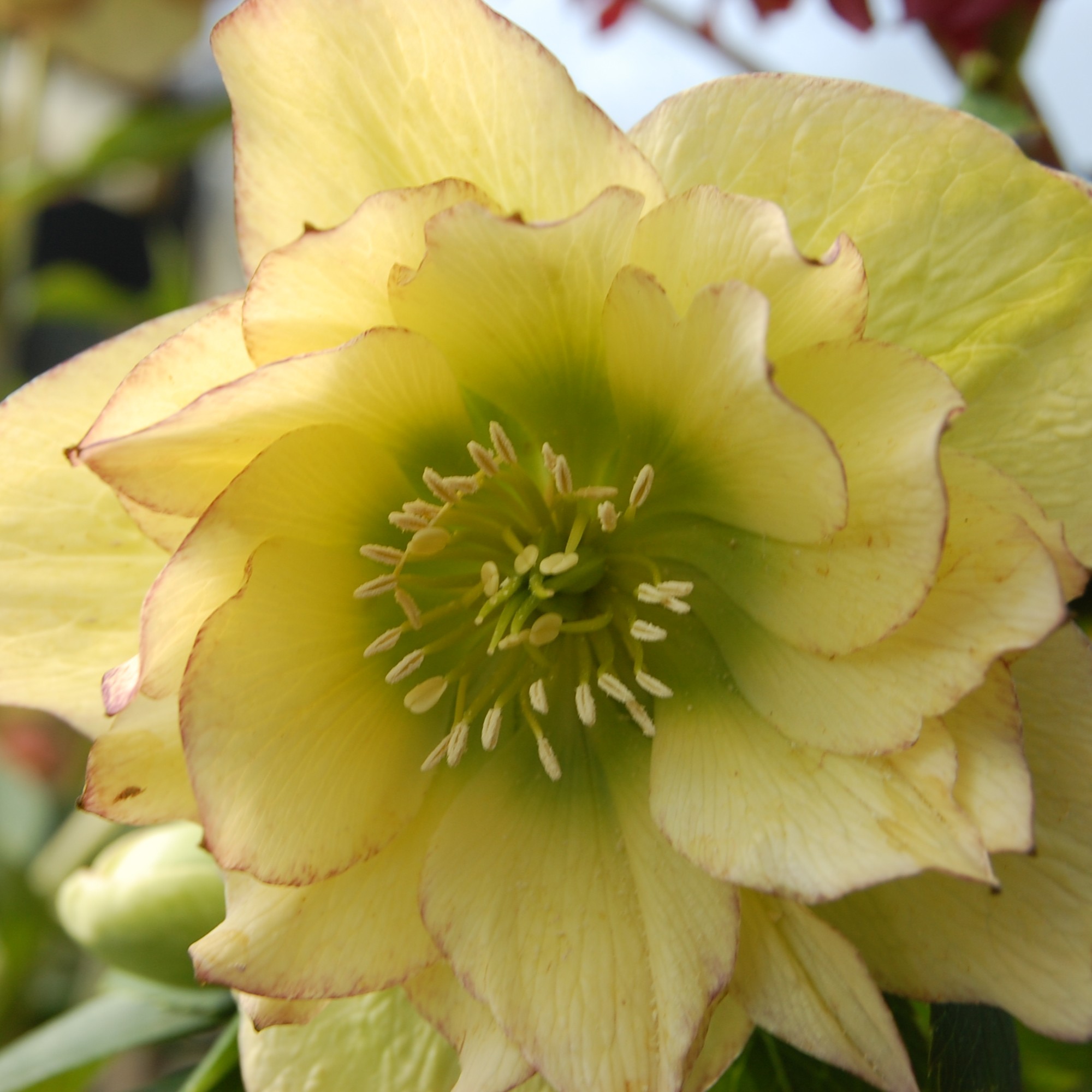 Helleborus Winter Jewels® 'Golden Lotus' - Hellebore (1 Gallon) - Image 5