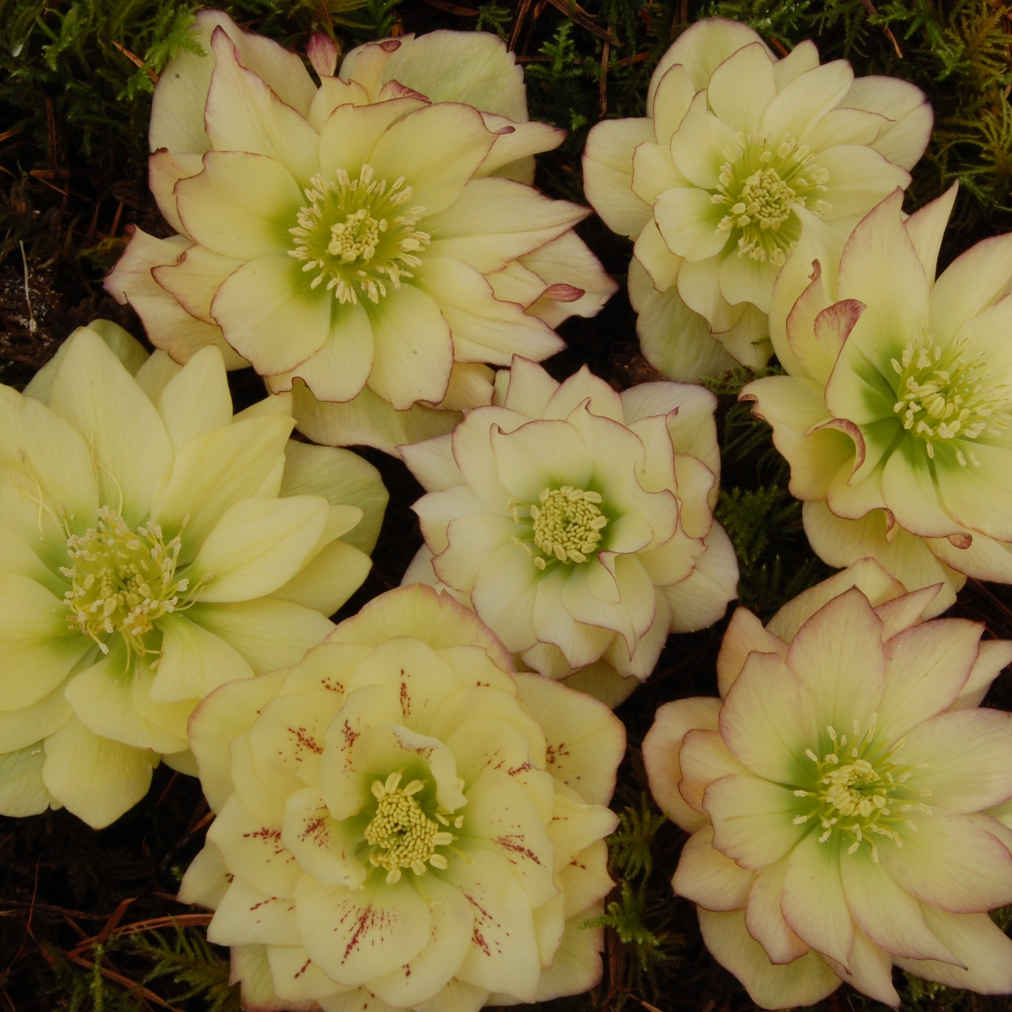 Helleborus Winter Jewels® 'Golden Lotus'