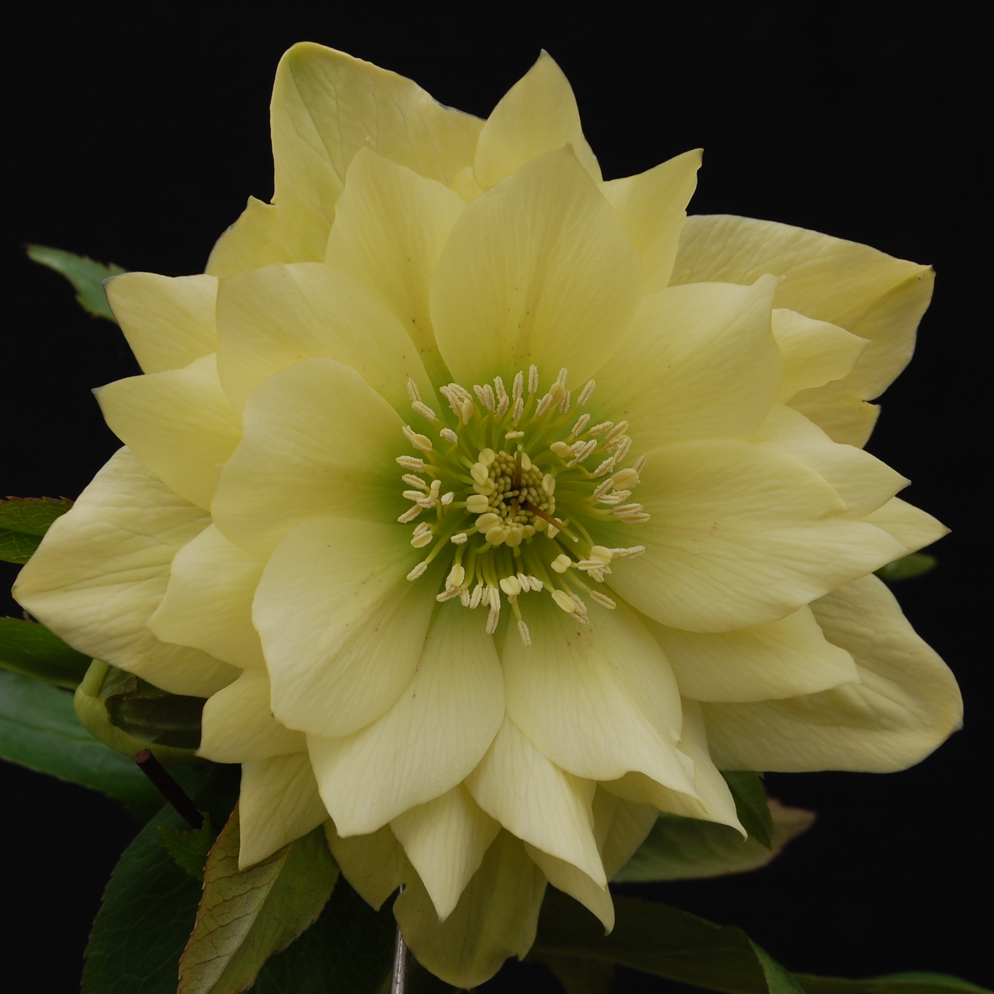 Helleborus Winter Jewels® 'Golden Lotus'