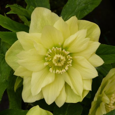 Helleborus Winter Jewels® 'Golden Lotus' - Hellebore (1 Gallon)