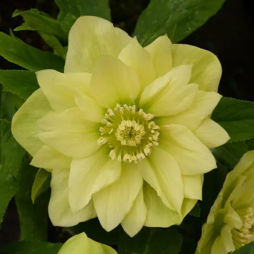 Helleborus Winter Jewels® 'Golden Lotus'
