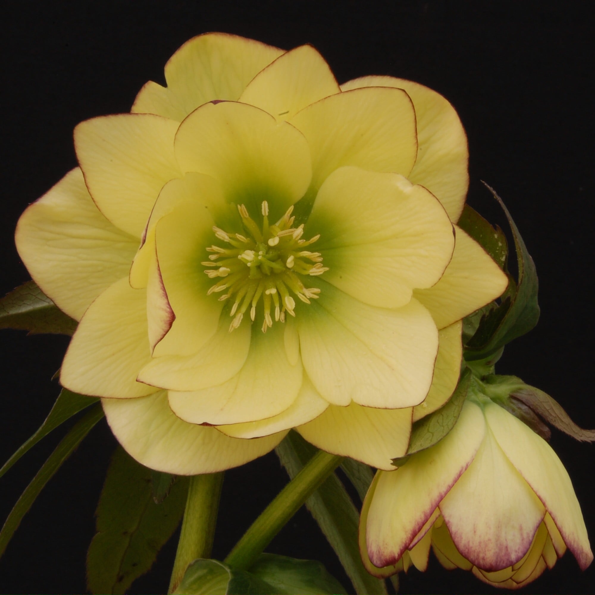 Helleborus Winter Jewels® 'Golden Lotus' - Hellebore (1 Gallon) - Image 4