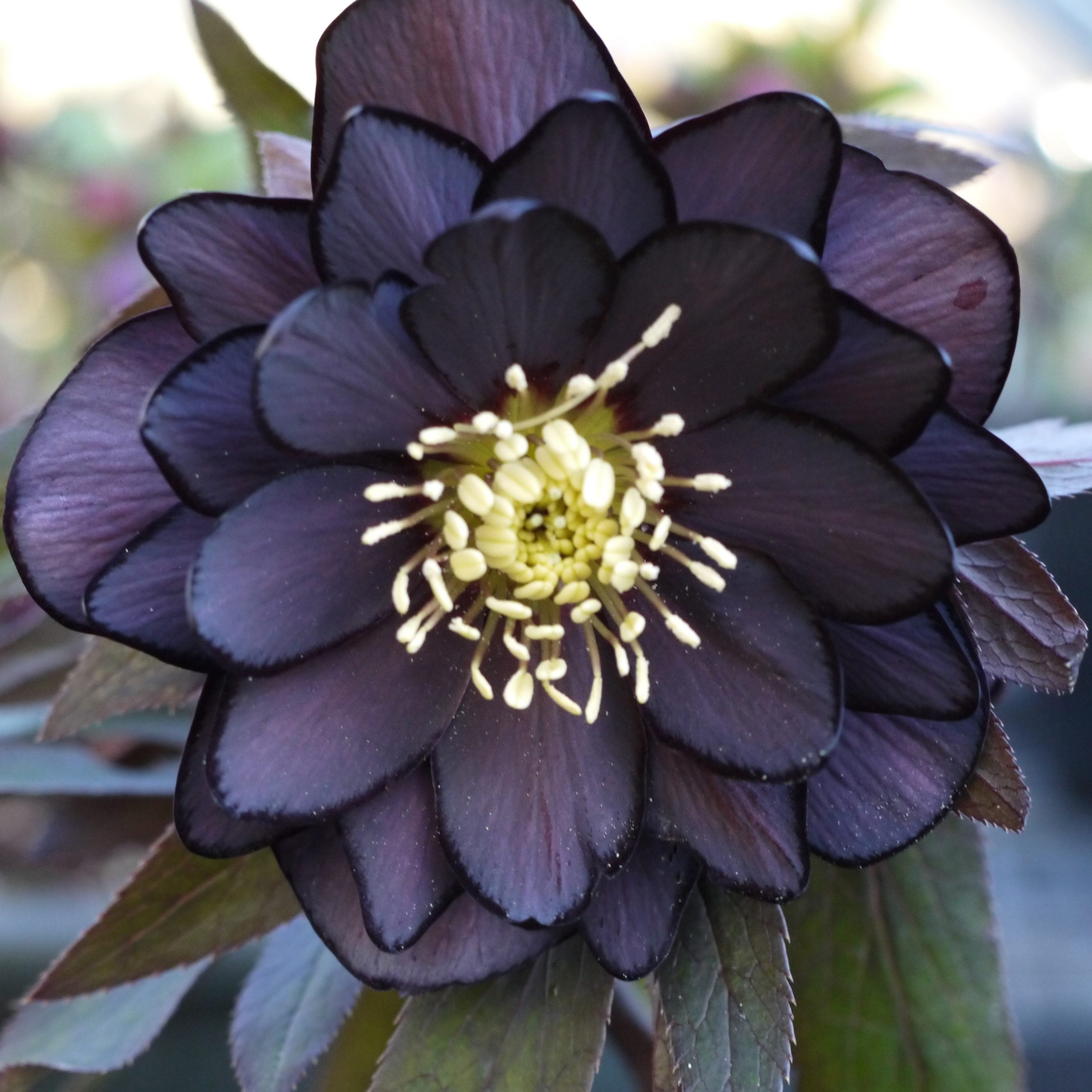 Helleborus-Winter-Jewels®-Onyx