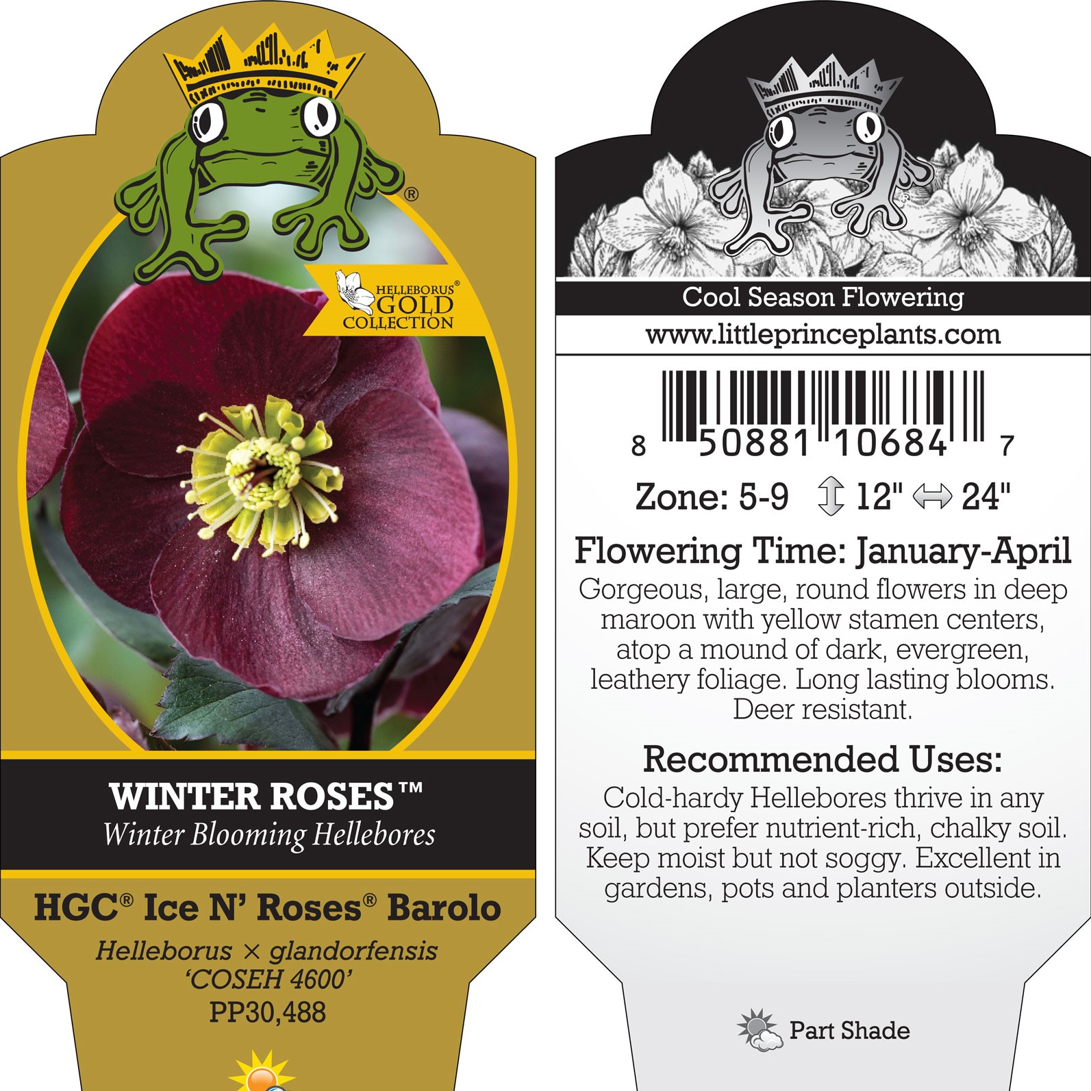 Helleborus g. Ice N' Roses® Barolo - Hellebore (1 Gallon) | Little