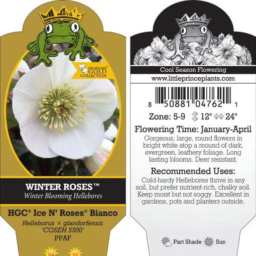 Helleborus g. Ice N' Roses® Bianco - Hellebore (1 Gallon) | Little