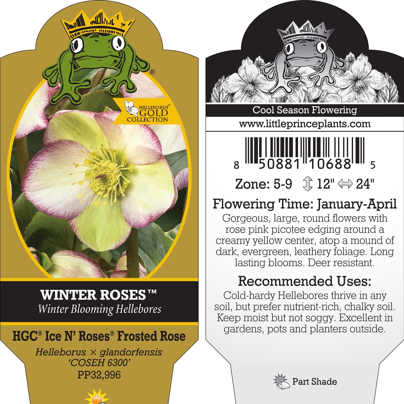 Helleborus g. Ice N' Roses® Frosted Rose - Hellebore (1 Gallon) - Image 2