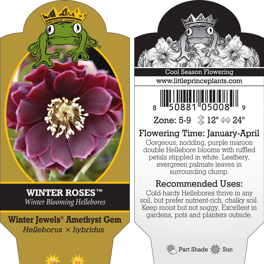 Helleborus Winter Jewels® 'Amethyst Gem' - Hellebore (1 Gallon)