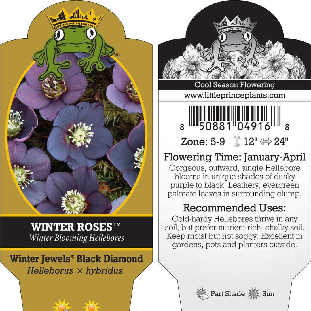 Helleborus Winter Jewels® 'Black Diamond' - Hellebore (1 Gallon) - Image 2
