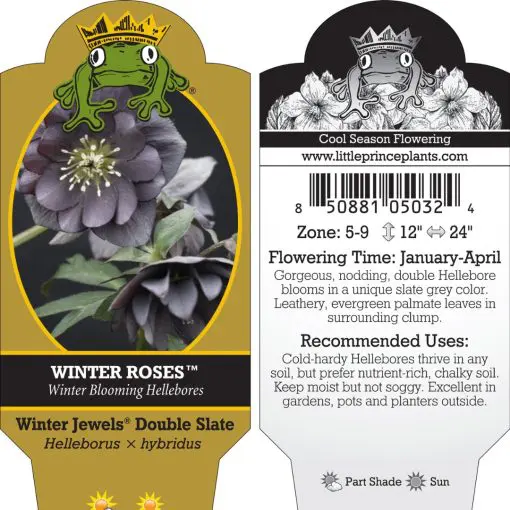 Helleborus Winter Jewels® 'Double Slate' - Hellebore (1 Gallon)