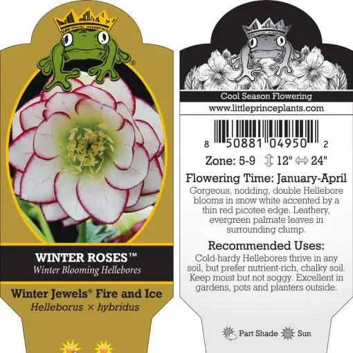 Helleborus Winter Jewels® 'Fire and Ice' - Hellebore (1 Gallon)