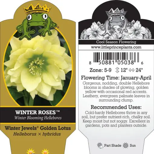 Helleborus Winter Jewels® 'Golden Lotus'