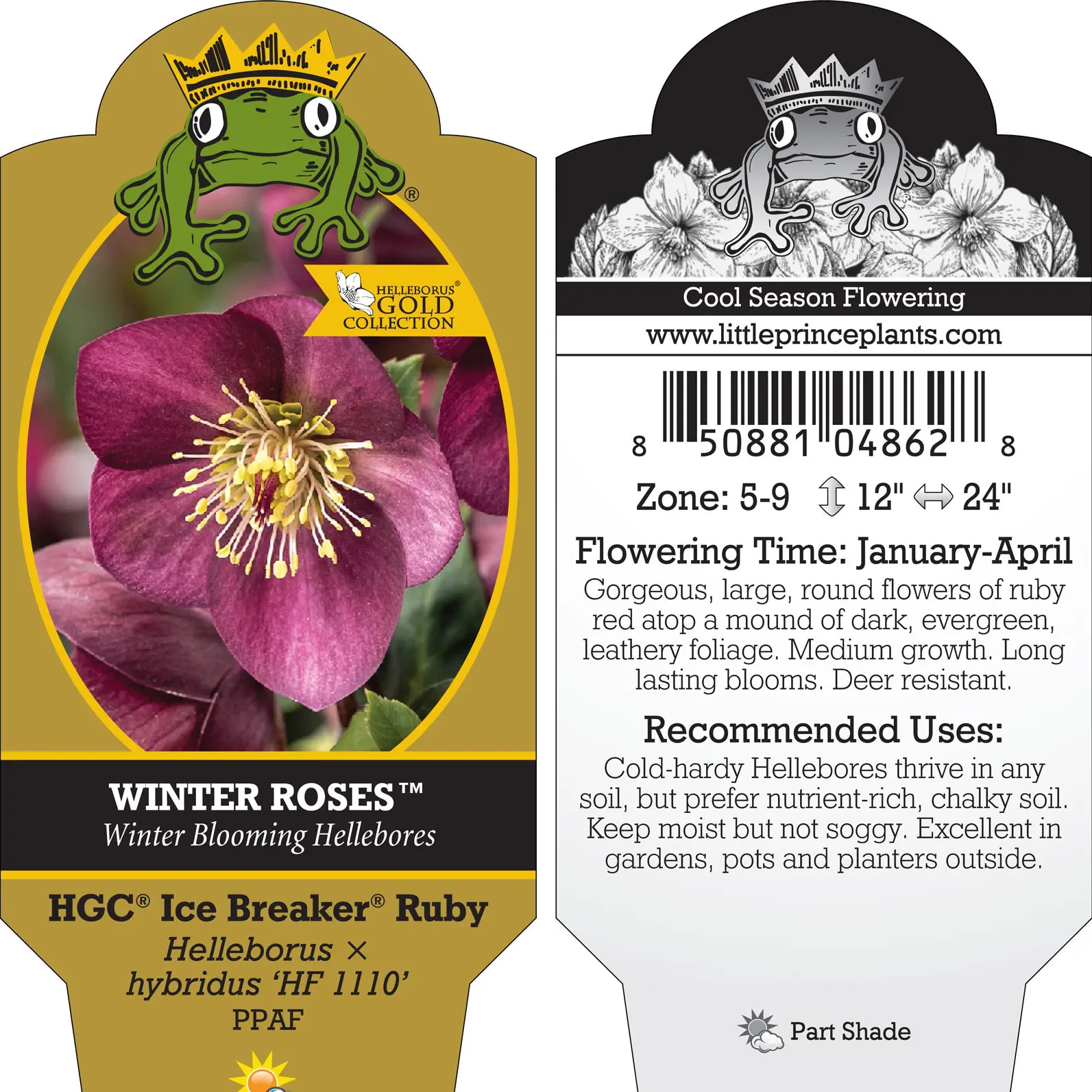 Helleborus Ice Breaker® Ruby - Hellebore (1 Gallon) | Little