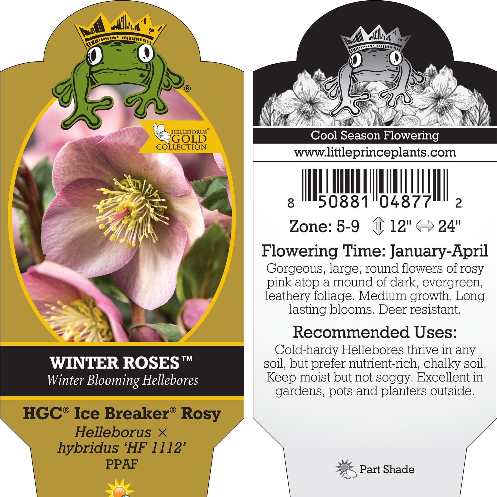 Helleborus Ice Breaker® Rosy - Hellebore (1 Gallon) | Little