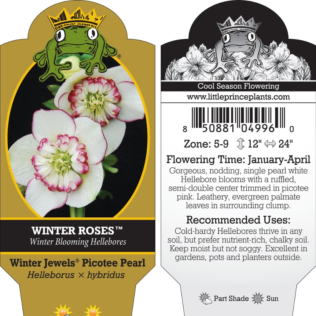 Helleborus Winter Jewels® 'Picotee Pearl' - Hellebore (1 Gallon)