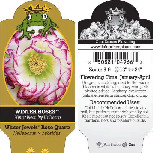 winter rose フェイシャリストファーメントパウダーa＋24ピース Helleborus Winter Jewels® 'Rose Quartz' - Hellebore (1 Gallon)