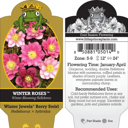 Helleborus Winter Jewels® 'Berry Swirl' - Hellebore (1 Gallon)