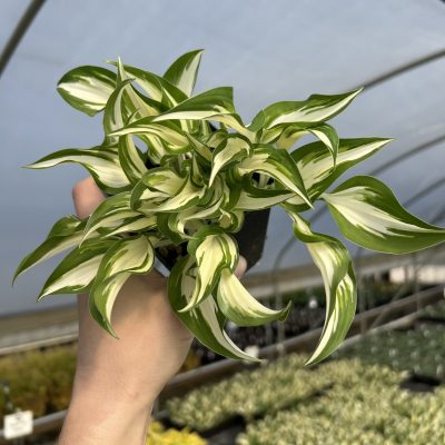 Hosta 'Hideout' - Plantain Lily (3.5" Pot)