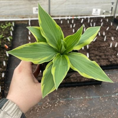 Hosta 'Wolverine' - Plantain Lily (3.5" Pot)