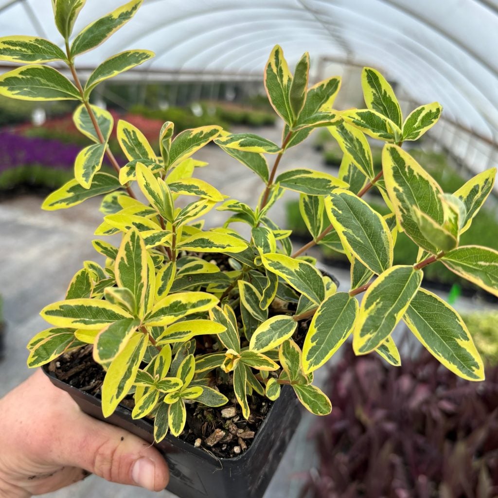 Hypericum-calycinum-Fiesta-1-