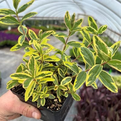 Hypericum calycinum 'Fiesta' - Fiesta St. John's Wort (4.5" Pot)