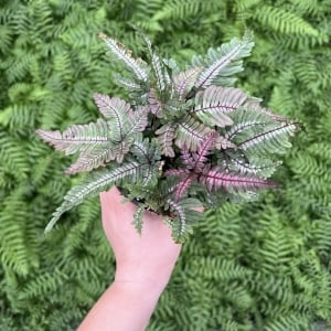 Pteris aspericaulis var. tricolor (Pteris blumeana) – Tricolor Fern (4.5″ Pot)