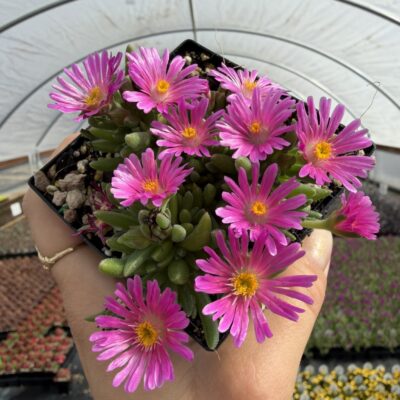 Delosperma 'Jewel of Desert Candystone' - Ice Plant (3.5" Pot)