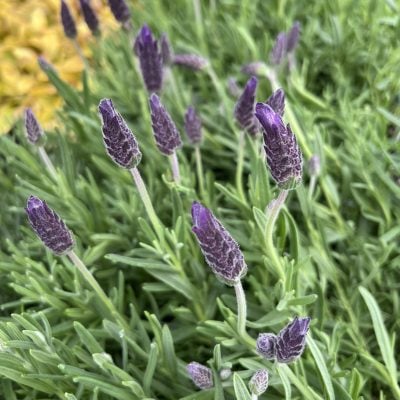 Lavandula stoechas 'La Diva Berry Beautiful' - Spanish Lavender (3.5" Pot)