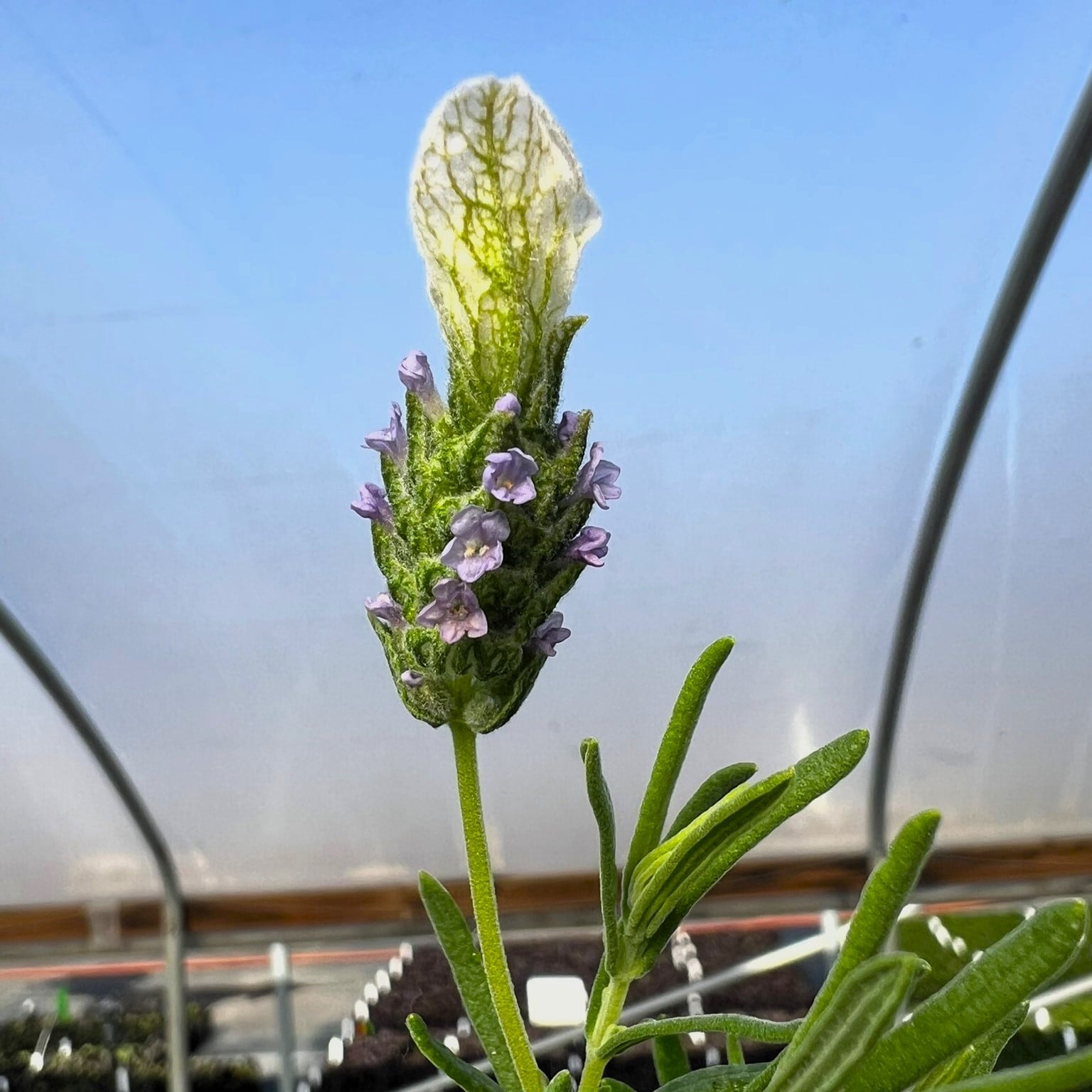 Lavandula stoechas 'La Diva Papillon White' - Spanish Lavender (3.5" Pot) - Image 2