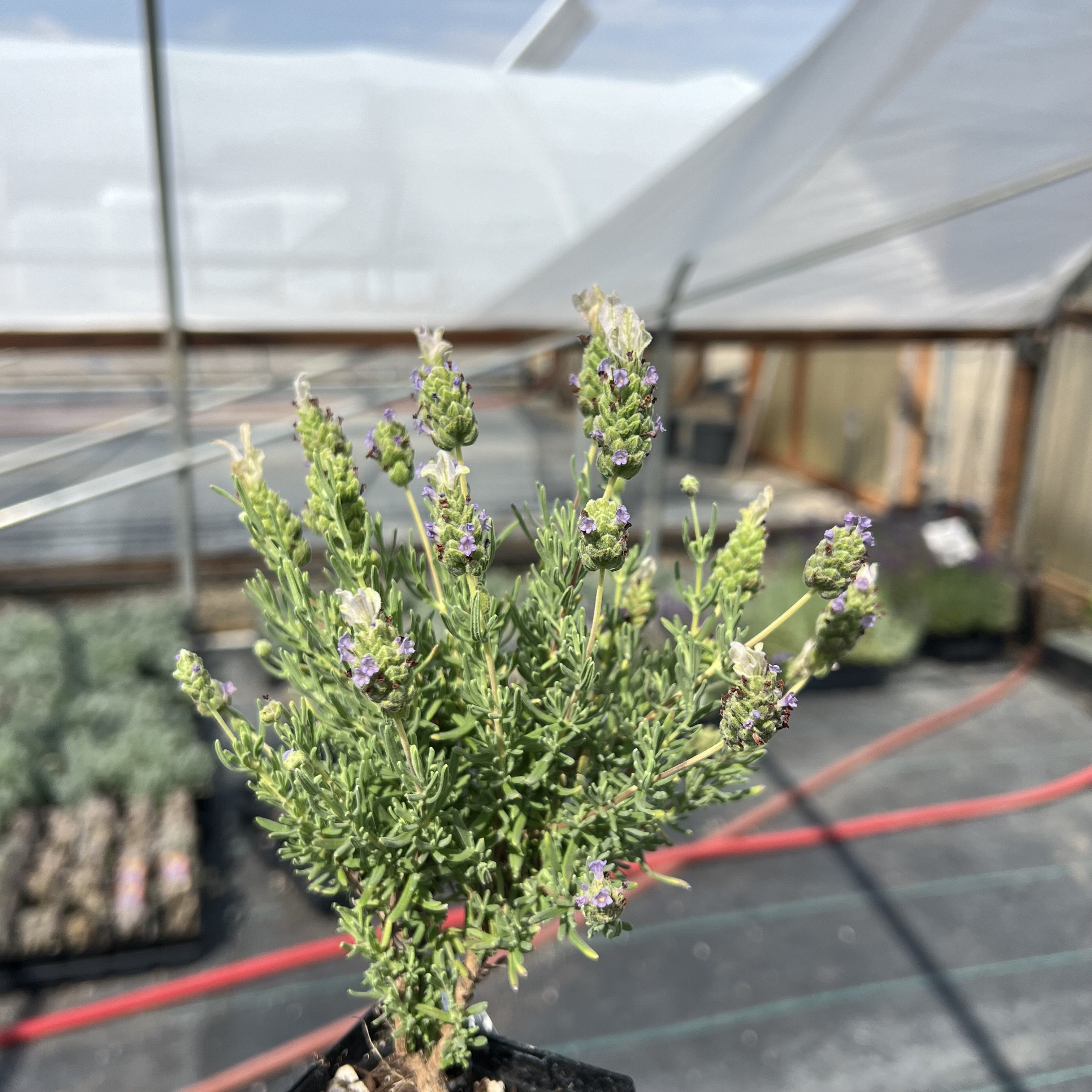 Lavandula stoechas 'La Diva Papillon White' - Spanish Lavender (3.5" Pot) - Image 3