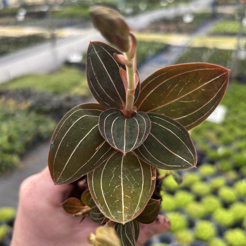 Ludisia-discolor-JE01-Jewel-