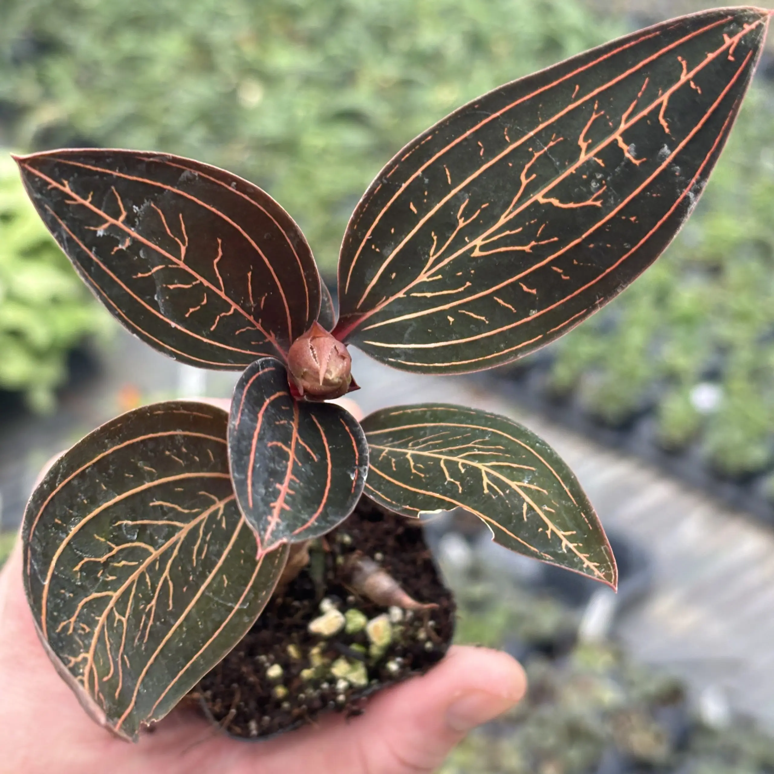 Ludisia discolor JE04 (2