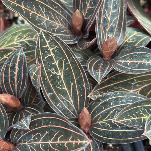 Ludisia discolor JE04 (2