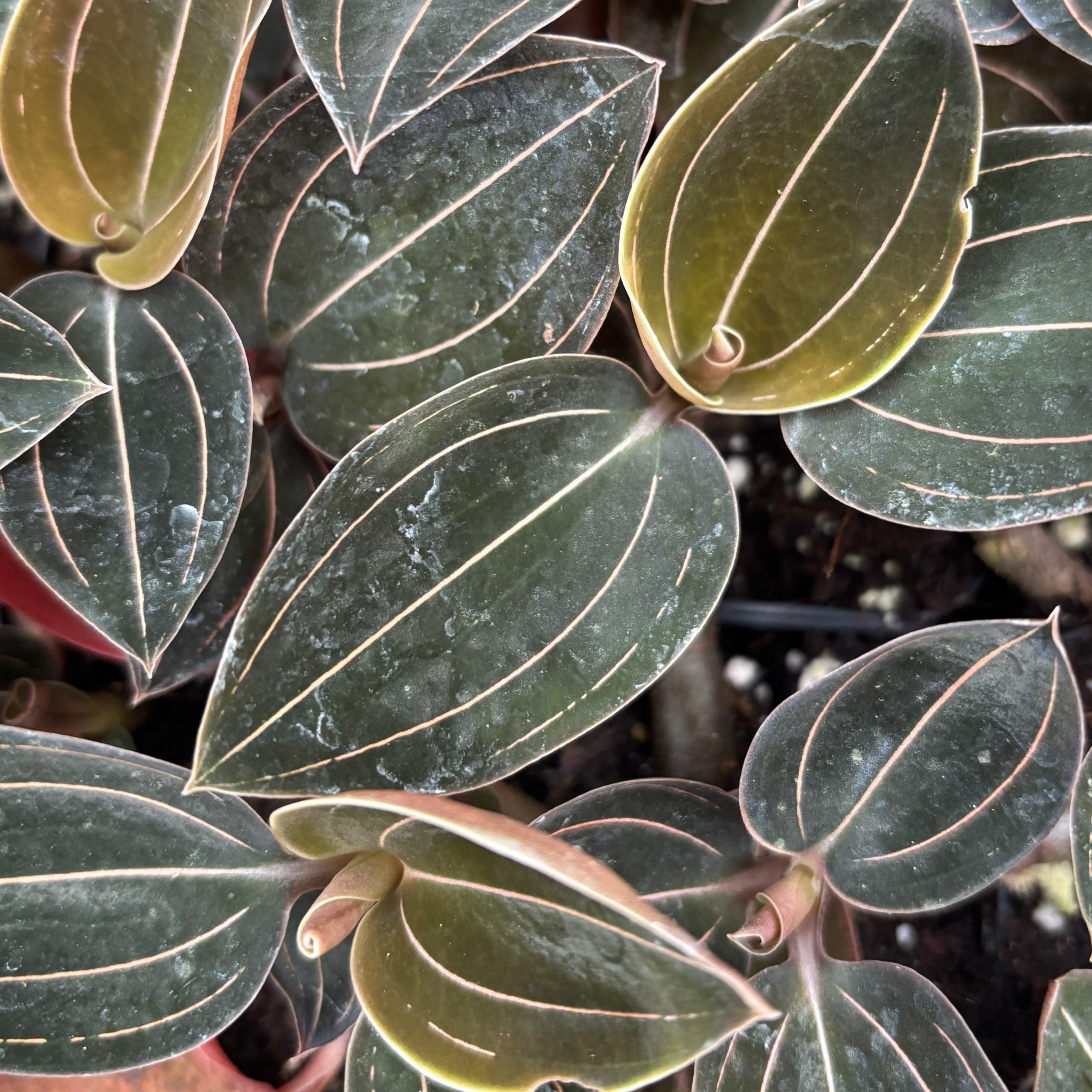 Ludochilus spp. 'Sea Turtle- Jewel Orchid (2" Pot) - Image 3