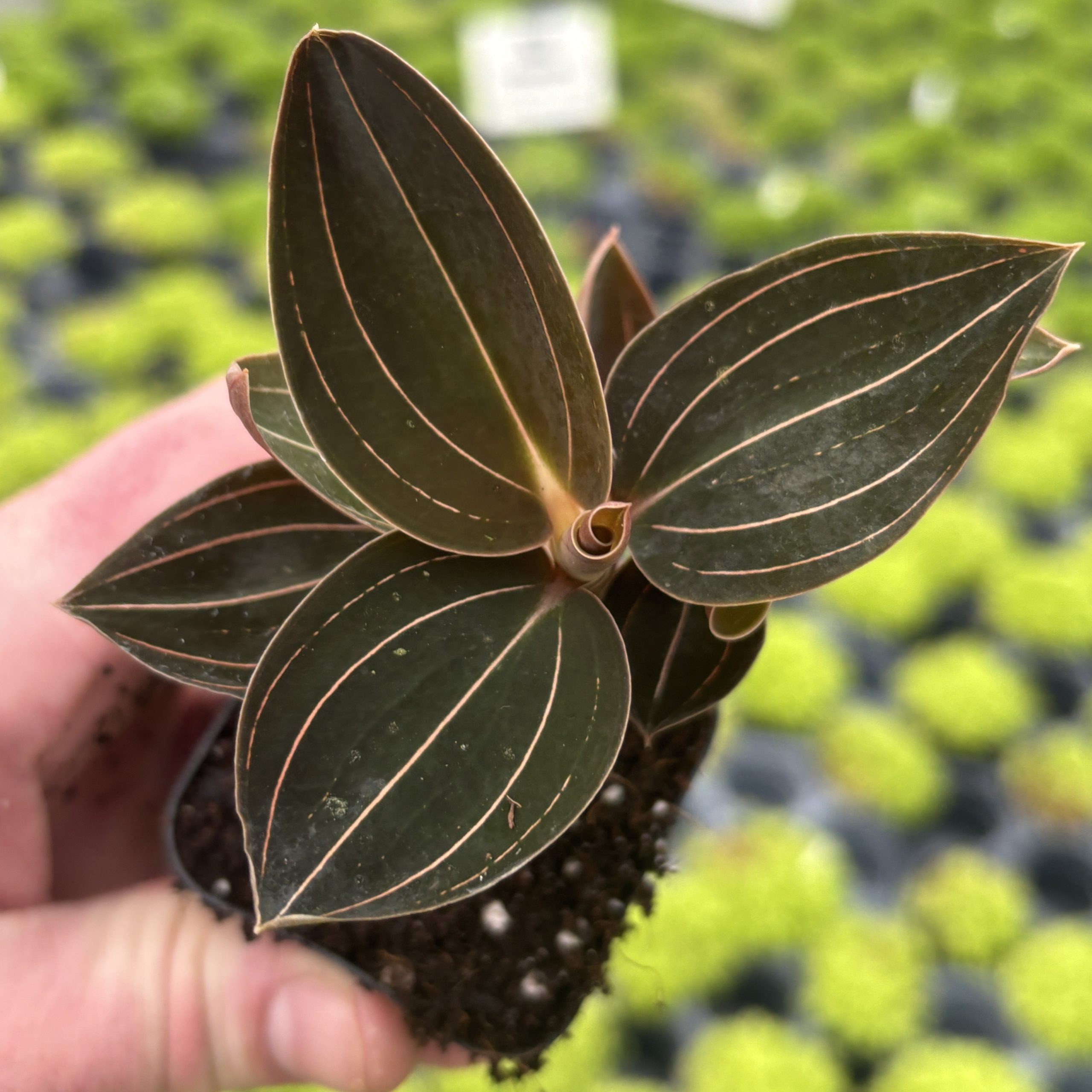 Ludochilus spp. 'Sea Turtle- Jewel Orchid (2" Pot) - Image 2