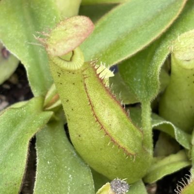 Nepenthes x dyeriana - Pitcher Plant (2" Pot)