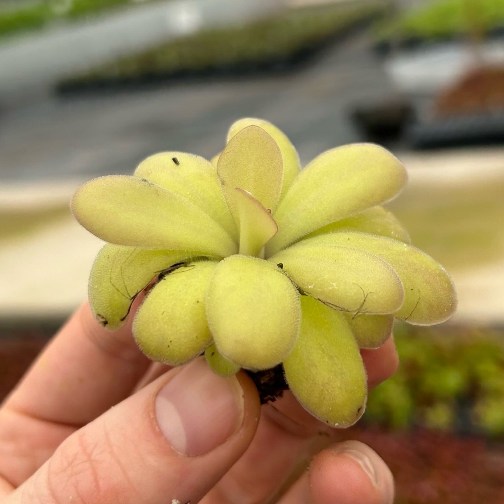 Pinguicula agnata x potosiensis - Butterwort Carnivorous Plant (2" Pot)