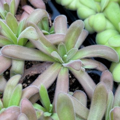 Pinguicula agnata x gypsicola - Butterwort Carnivorous Plant (2" Pot)