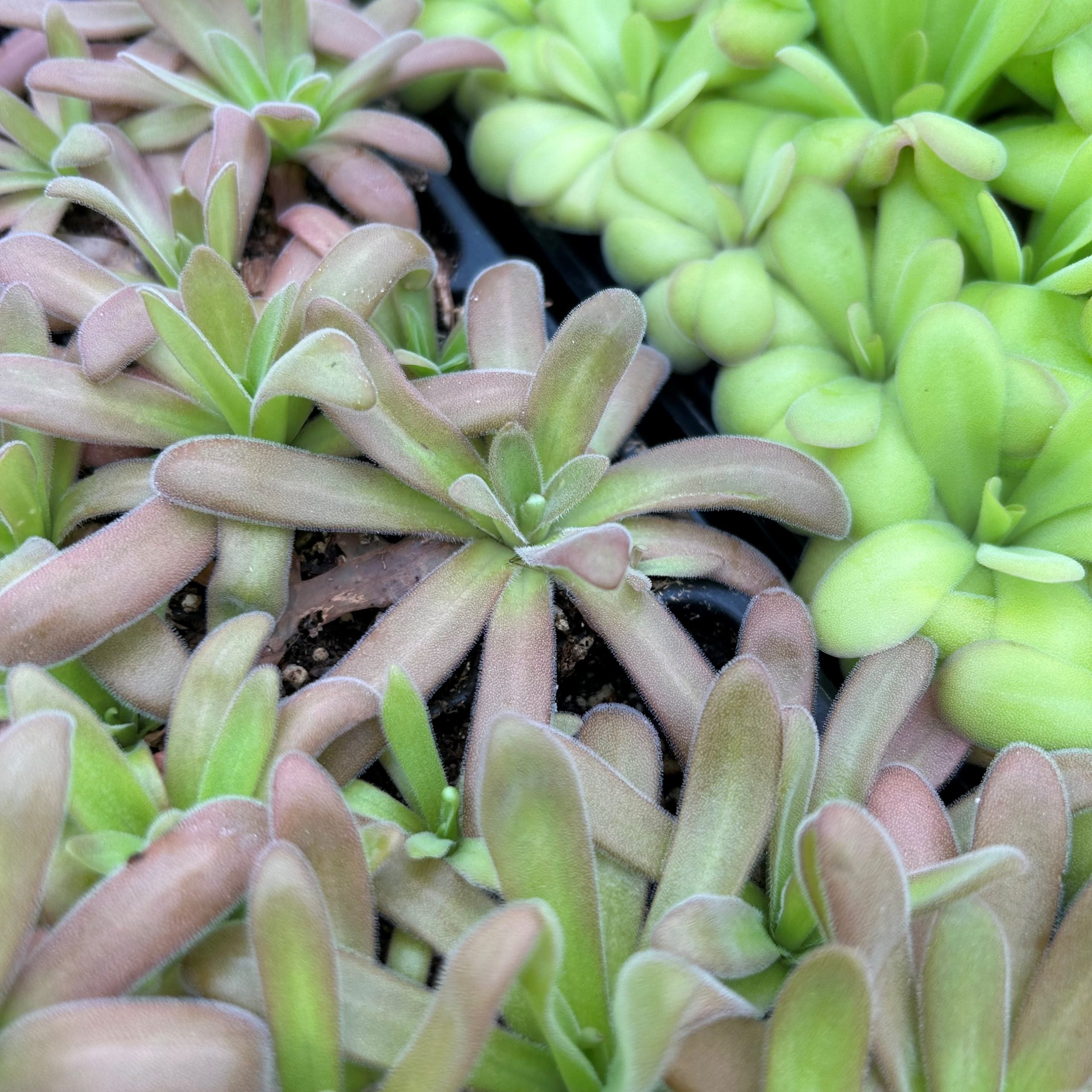 Pinguicula agnata x gypsicola - Butterwort Carnivorous Plant (2" Pot) - Image 3