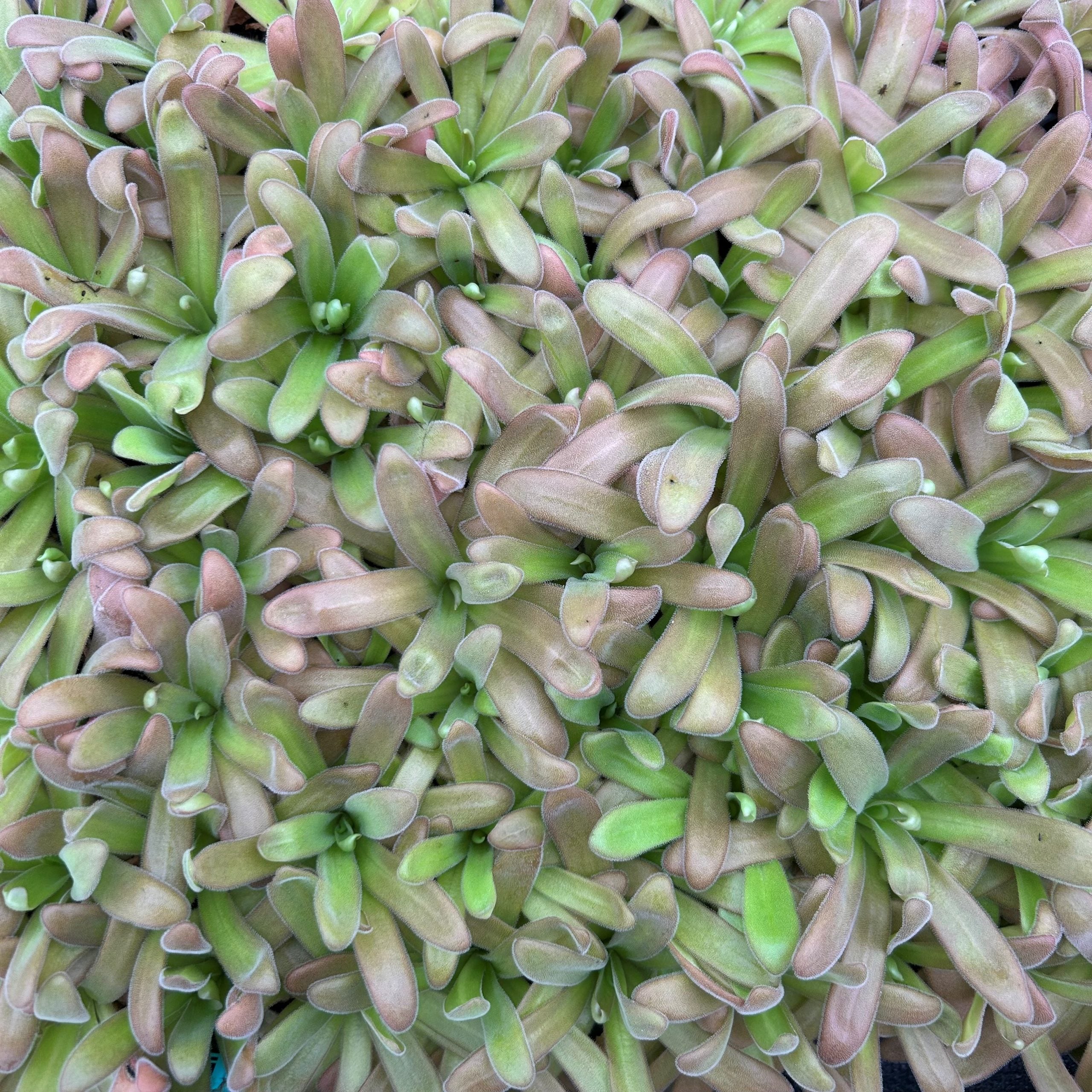 Pinguicula agnata x gypsicola - Butterwort Carnivorous Plant (2" Pot) - Image 2